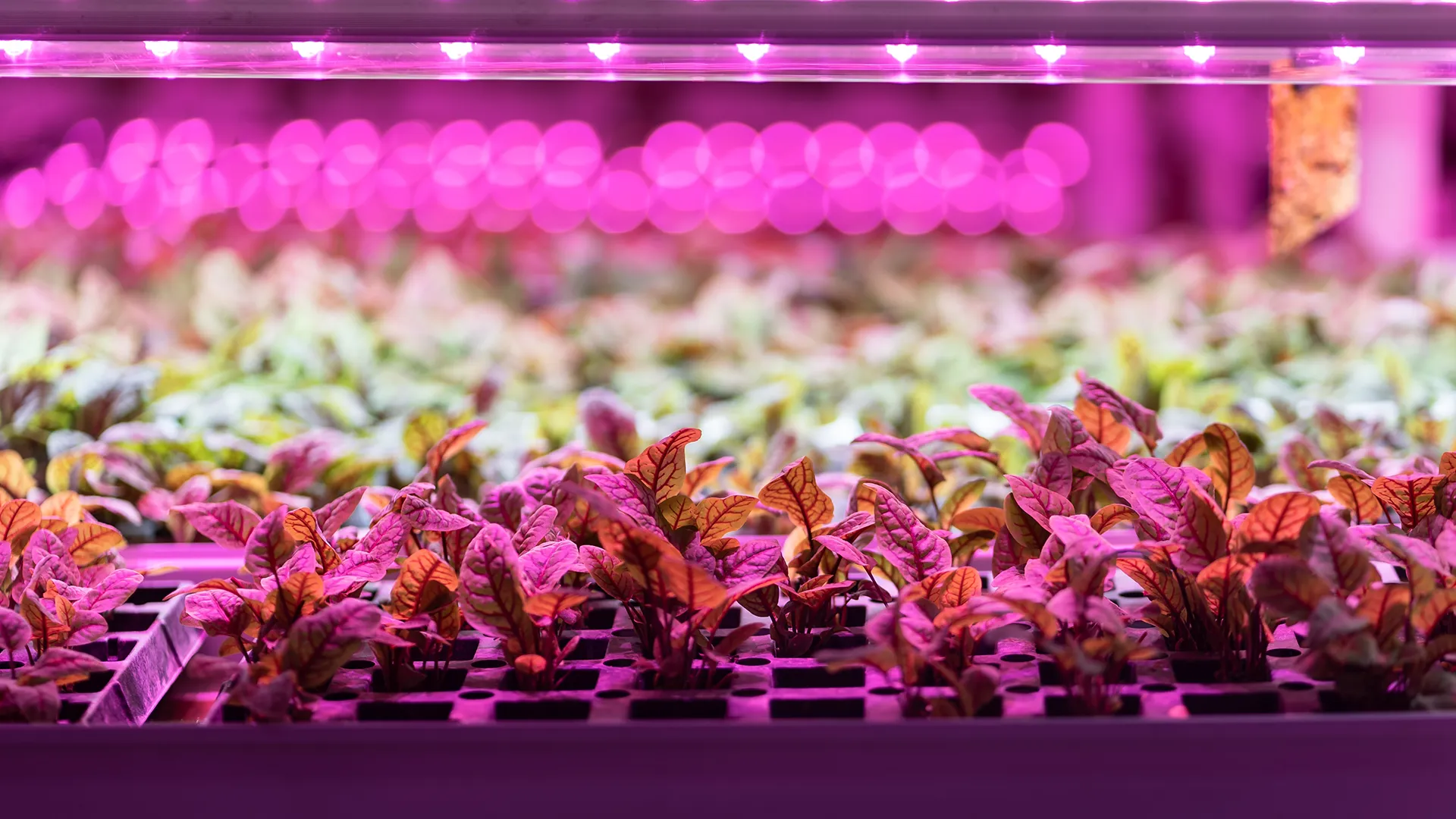 Tierhaltung und Pflanzenzucht